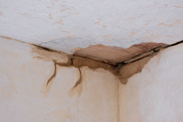 Best Professional water damage repair  in Hammond, LA