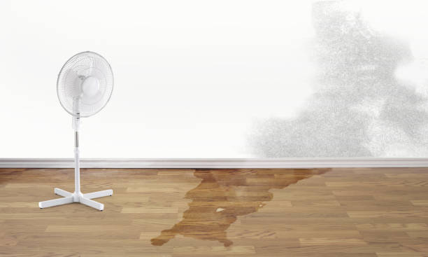 Best Carpet water damage restoration  in Hammond, LA